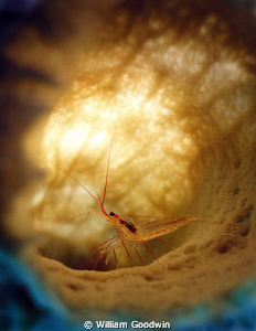 Sideways Peppermint Shrimp in Branching Vase Sponge... 55... by William Goodwin 